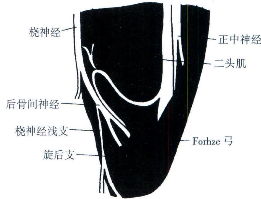 八、卡壓性神經(jīng)病變